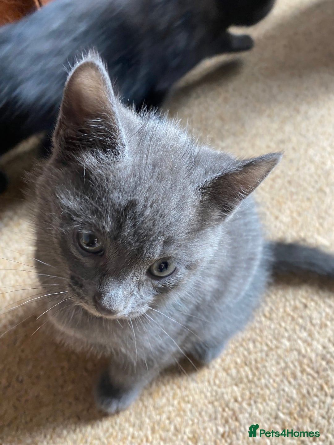 Mixed Breed cats for sale: Beautiful Kittens - Image 19