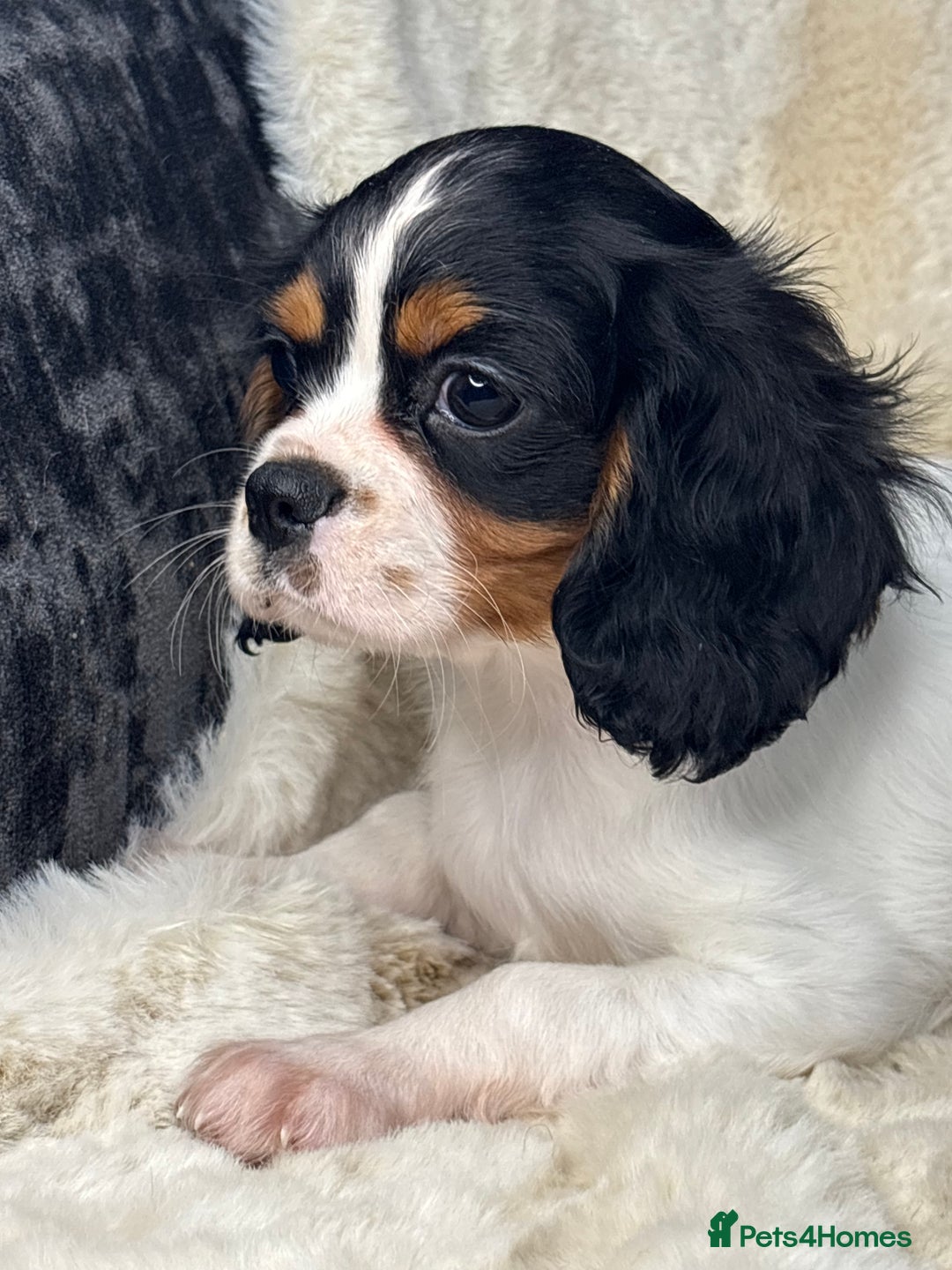 Cavalier King Charles Spaniel dogs for sale: Health tested cavalier puppies  - Advert 8
