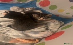 Domestic Shorthair cats for sale: 3 male kittens for sale 🩷 - Image 3