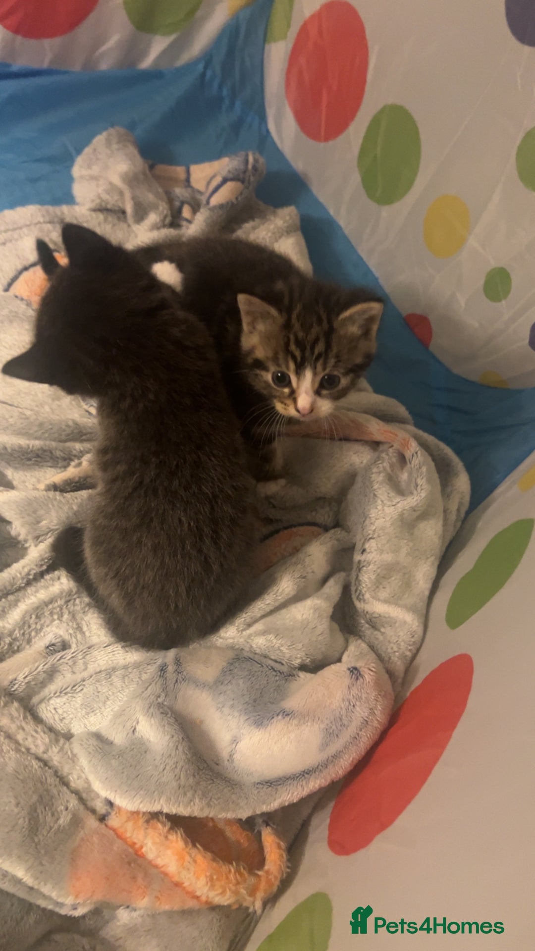Domestic Shorthair cats for sale: 3 male kittens for sale 🩷 - Image 3