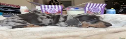 Miniature Dachshund dogs for sale: Beautiful miniature dachshund puppies  - Advert 2