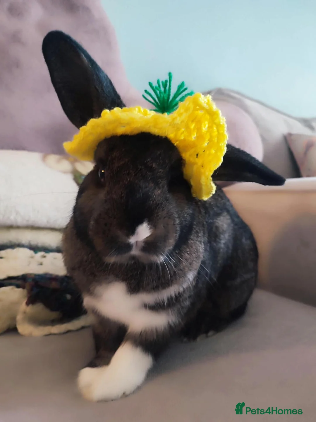 Netherland Dwarf rabbits for sale: Binks is looking for a bun wife  in Stevenage - Advert 1