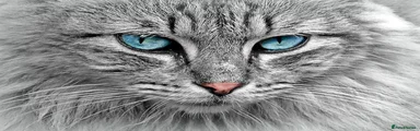 Kitten 3
