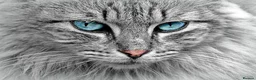 Mixed Breed cats for sale: Test litter of wonderful cats - Advert 3