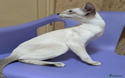 Siamese cats for sale: Siamese Kittens For Sale. - Image 17