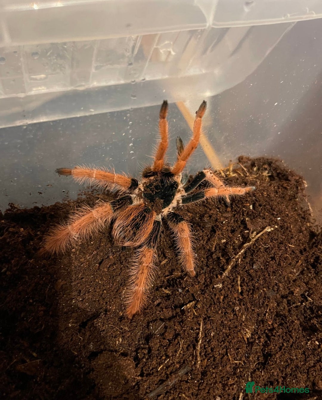 Tarantulas invertebrates for sale: Columbian red leg tarantula with full set up - Advert 3