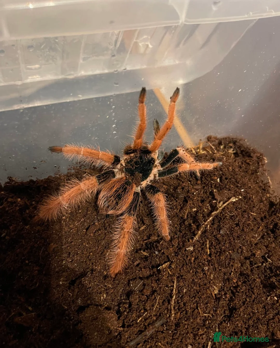 Tarantulas invertebrates for sale: Columbian red leg tarantula with full set up - Advert 3