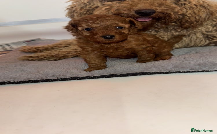 Toy Poodle dogs - Advert 2
