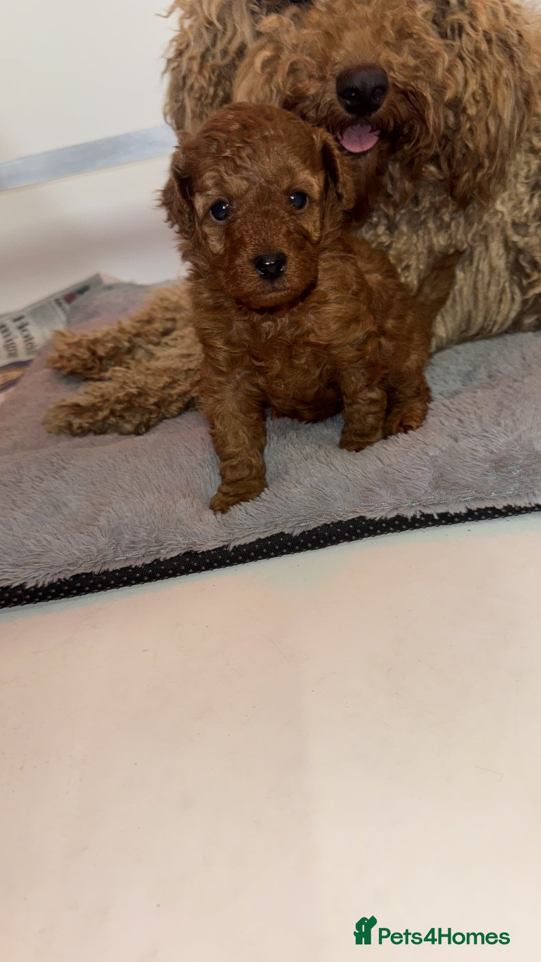 Toy Poodle dogs for sale: 🐩 Beautiful Deep Red Toy Poodle Puppy - Image 1