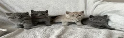British Shorthair cats for sale: 👑 Championline GCCF registered BSH kittens 👑 - Advert 5