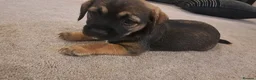 Border Terrier dogs for sale:  Border terrier puppies  in Gravesend - Advert 7
