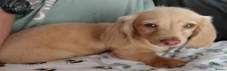 Miniature Dachshund dogs for sale: ✨️Longhaired Cream Male toy miniature Dachshund✨️ - Advert 9