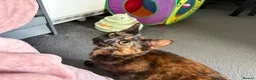 British Shorthair cats for sale: 2 female cats both spayed PRICE NEGOTIABLE  - Advert 27