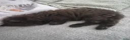 Siberian cats for sale: 6 hypoallergenic Siberian kittens  in London - Advert 10