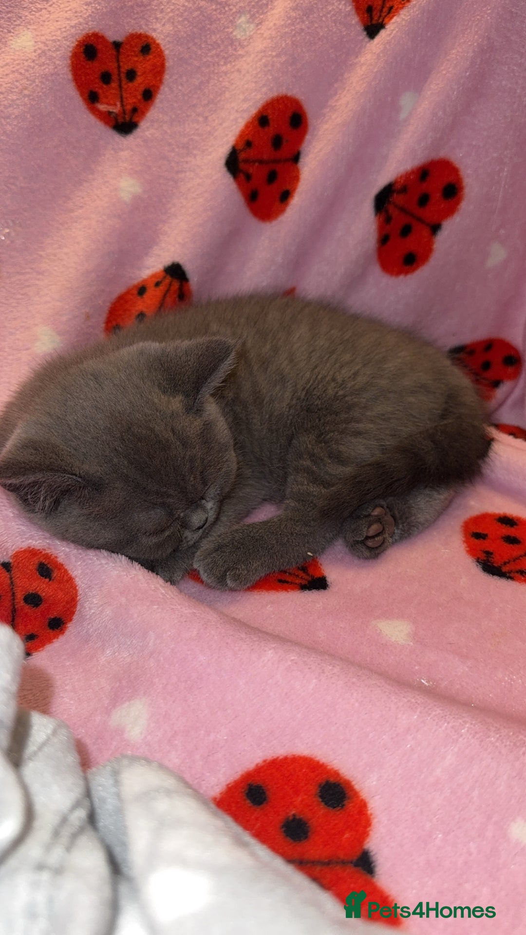 British Shorthair cats for sale: Beautiful British shorthair girl  - Advert 5