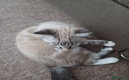 Domestic Shorthair cats for sale: Lynx Point Siamese Tabby mix  - Advert 5