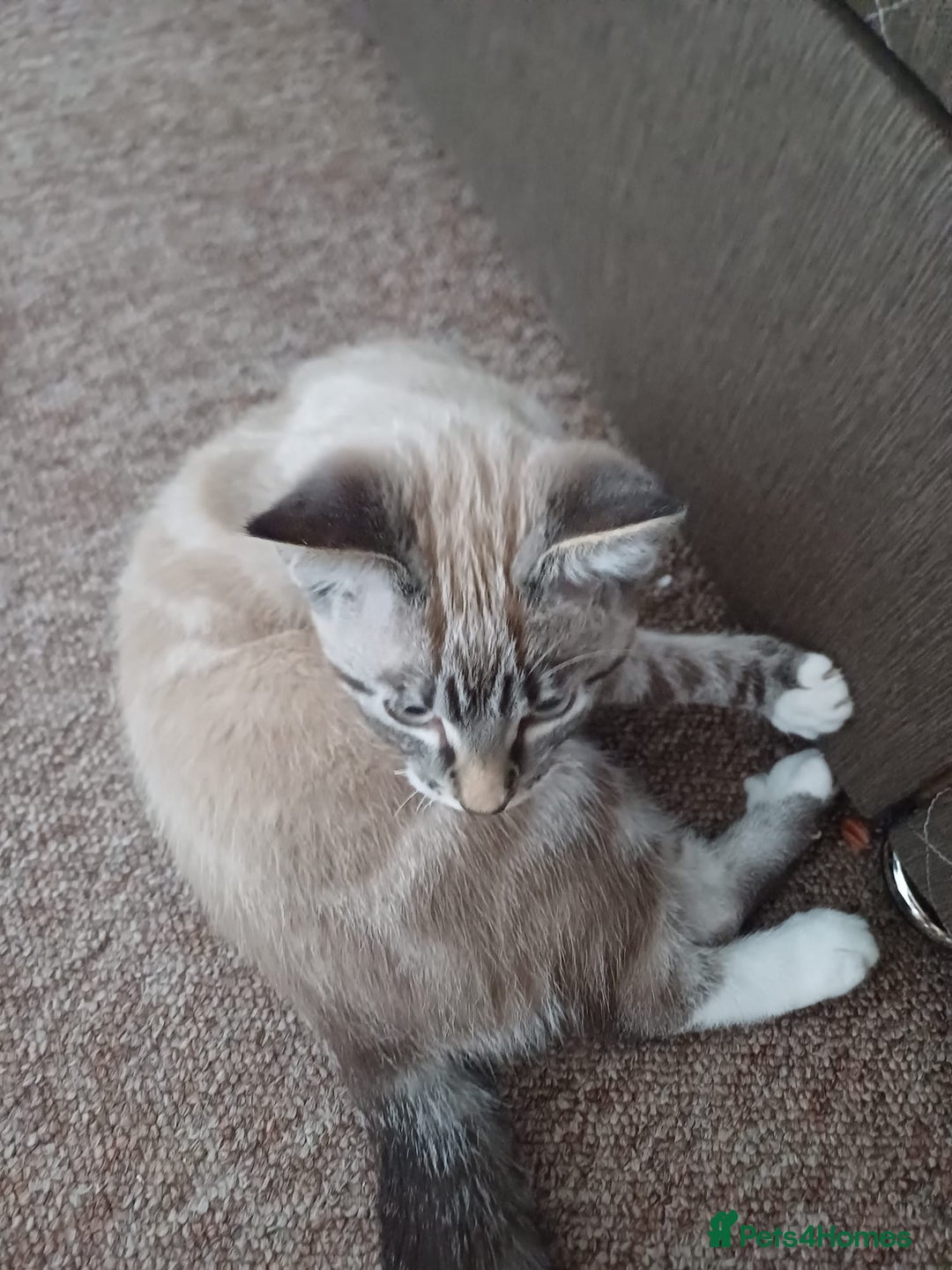 Domestic Shorthair cats for sale: Lynx Point Siamese Tabby mix  - Advert 5