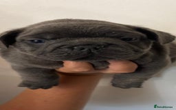 Mixed Breed dogs for sale: Mini bully's  - Image 7
