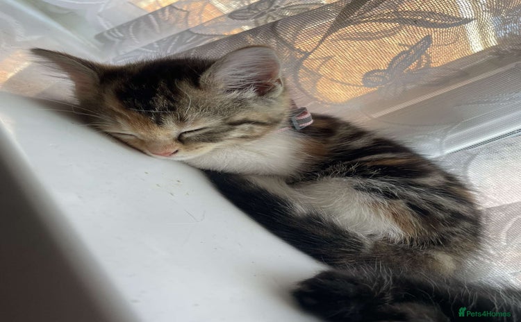 Domestic Shorthair cats - Advert 1
