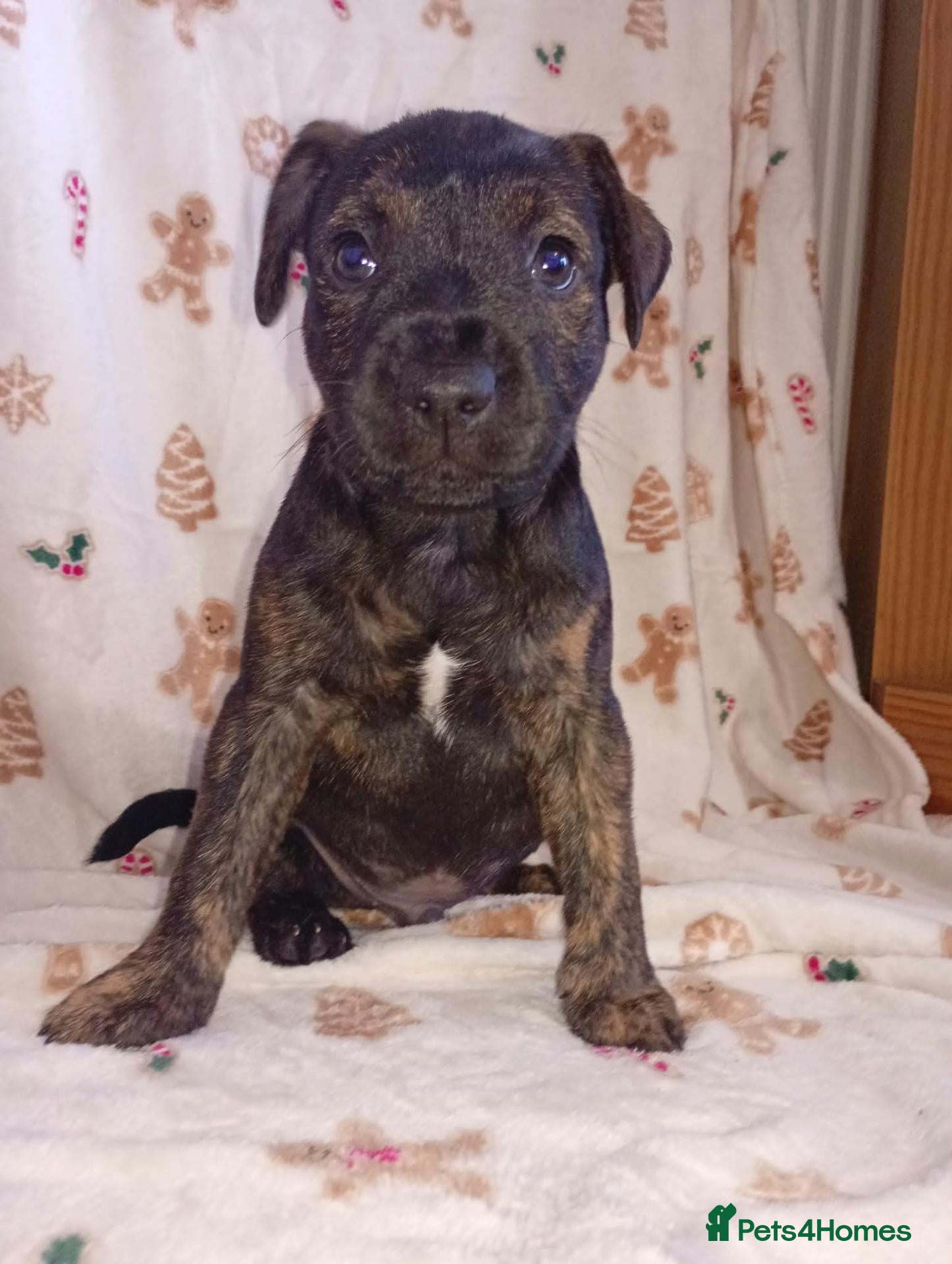 Patterdale Terrier dogs for sale: 6 male patterdale puppies  - Advert 7