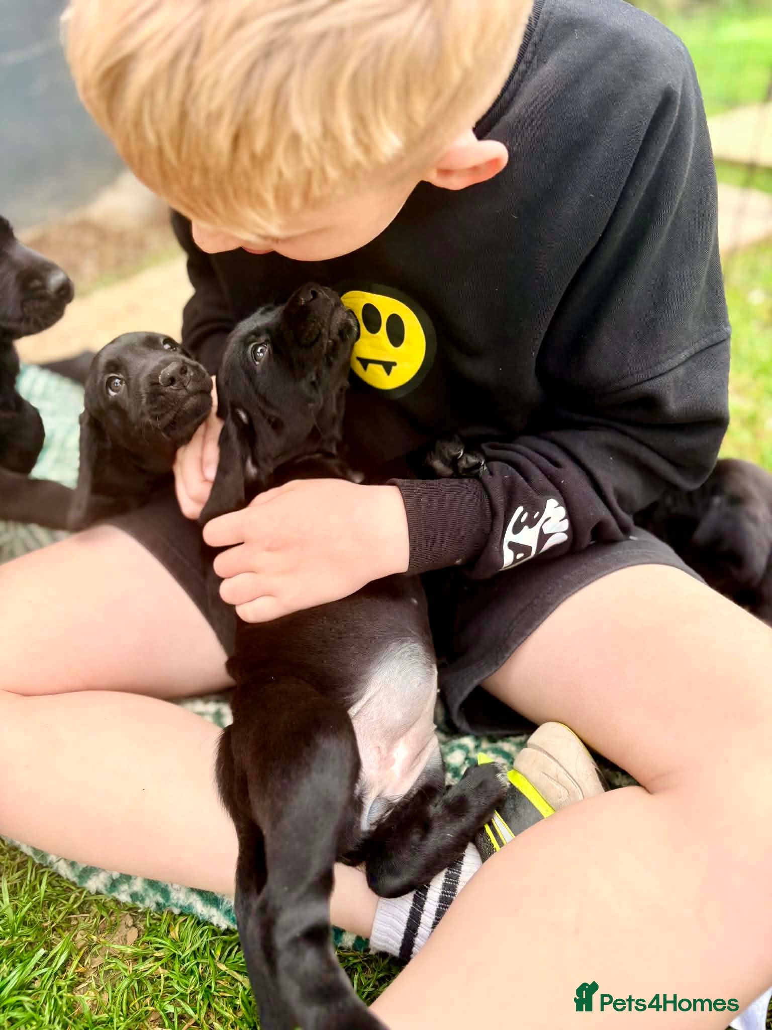 Springador dogs for sale: Spaniel x Labrador puppies  - Advert 10
