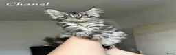 Maine Coon cats for sale: Champion line Maine Coon Kittens- TICA Registered  - Advert 12