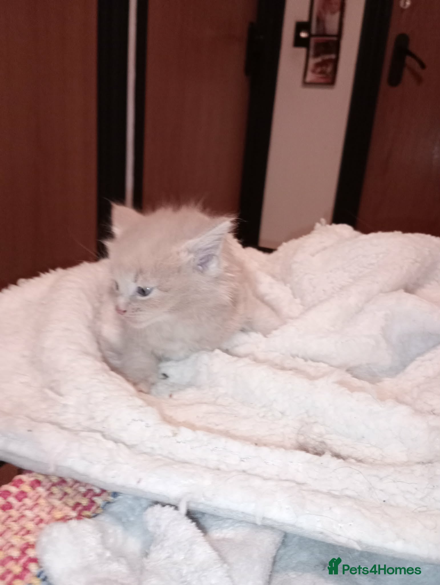 Maine Coon cats Maine coon  xxx - Advert 1