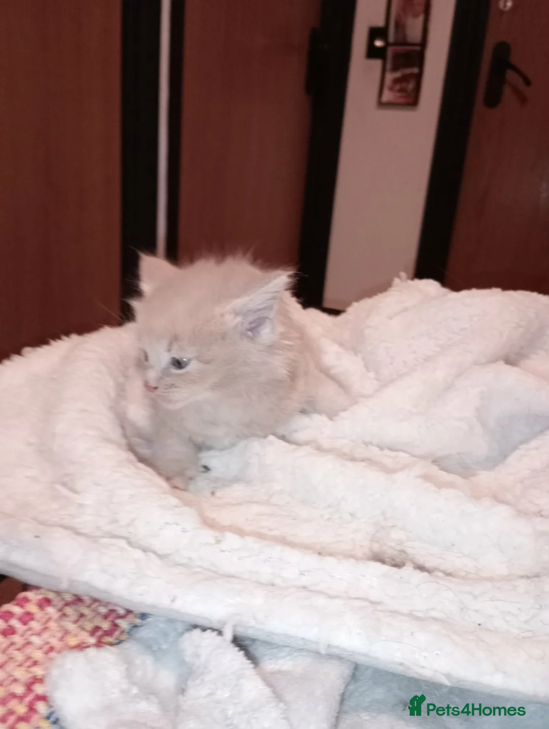 Maine Coon cats for sale: Maine coon  xxx - Advert 1