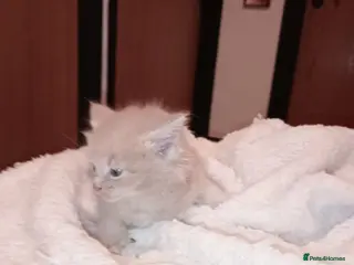 Maine Coon cats Maine coon xxx - Advert 1