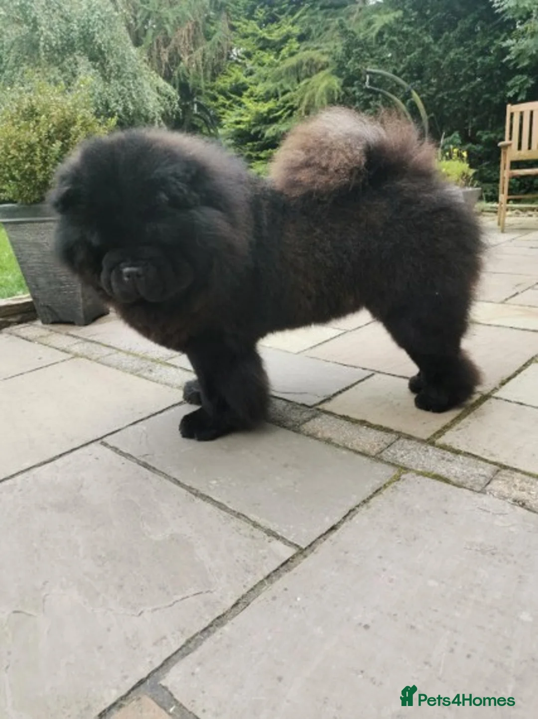 Chow Chow dogs for stud: kc reg..proven..carries blue and chocolate in Wingate - Advert 6