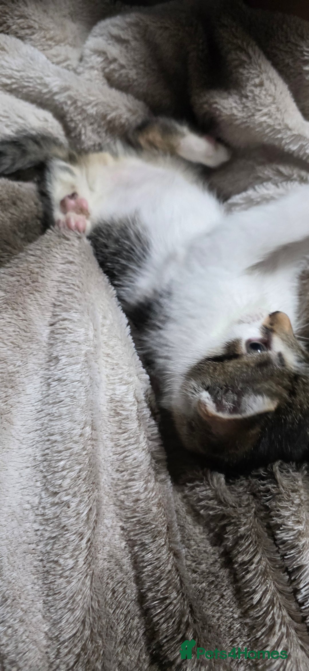 Mixed Breed cats for sale: Friendly playful kittens ready to find thier new  - Image 4