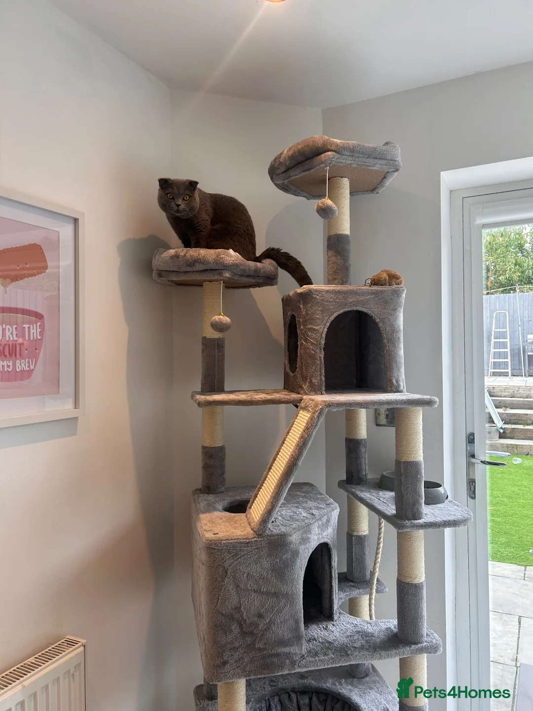 Scottish Fold cats for sale: One Scottish Boy for Sale  - Advert 11