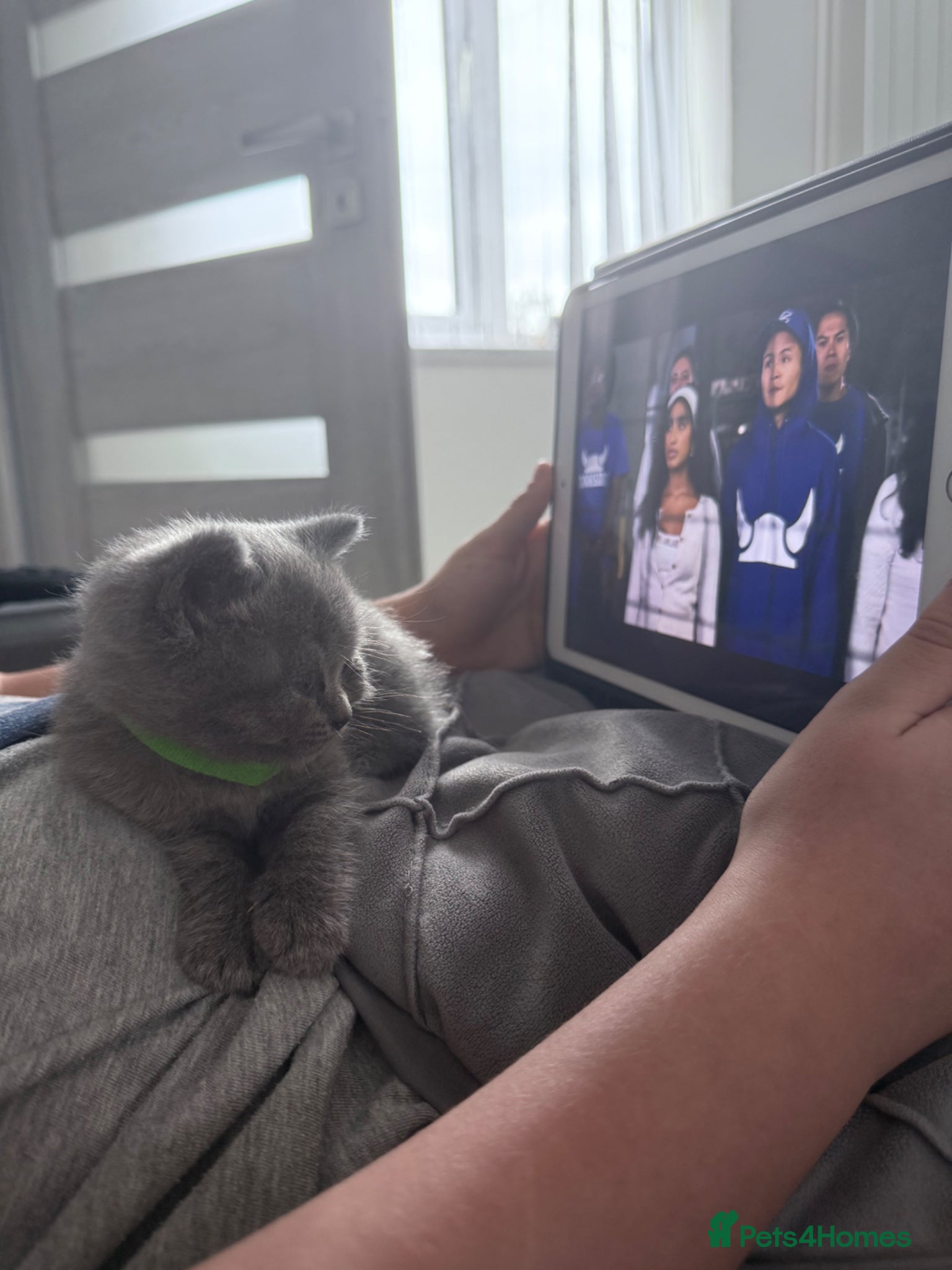 British Shorthair cats British Shorthair Kittens - Advert 5