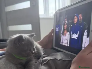 British Shorthair cats British Shorthair Kittens - Advert 5