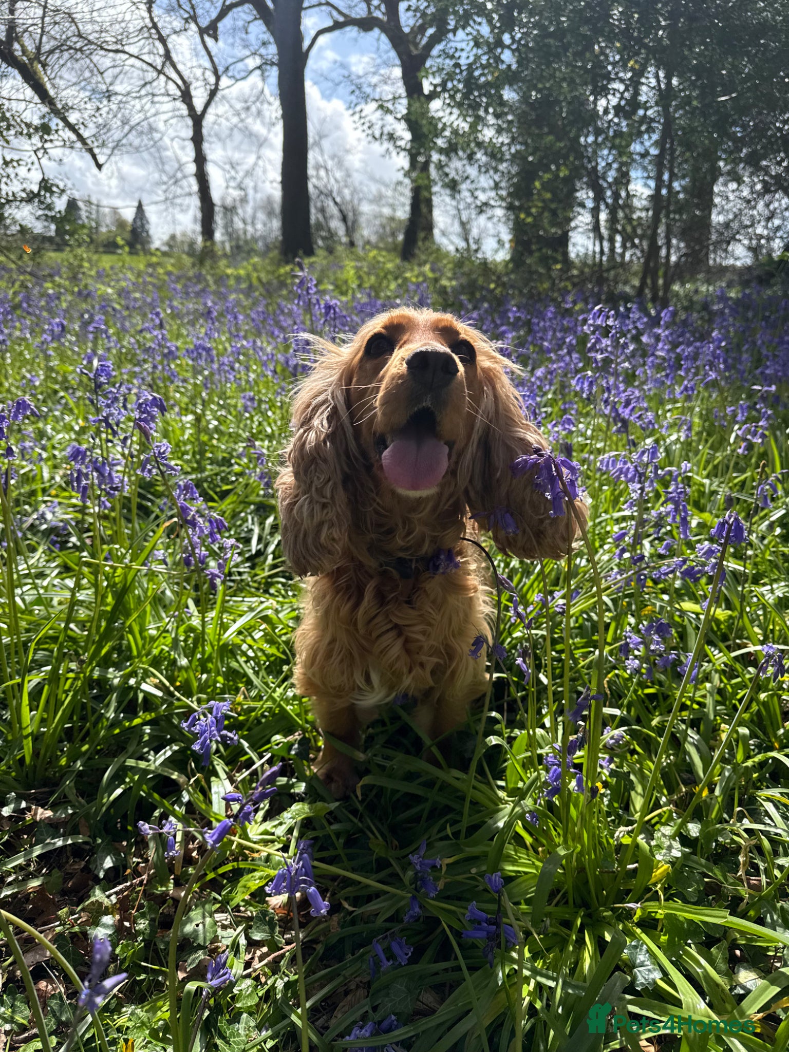Cocker Spaniel dogs Golden English show type cocker spaniel  - Advert 3