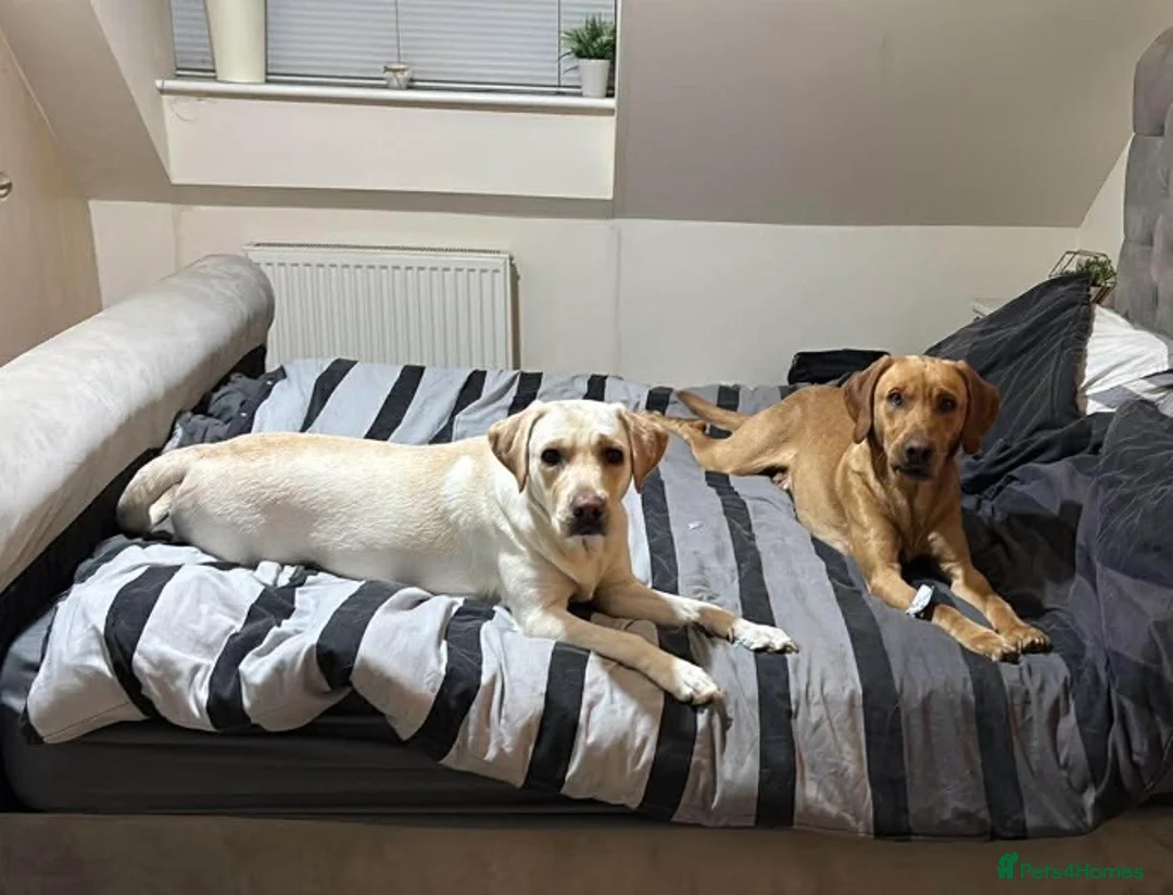 Labrador Retriever dogs for sale: 2 Labradors needing loving homes  in Gainsborough - Advert 1