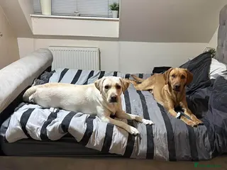 Labrador Retriever dogs 2 Labradors needing loving homes - Advert 3