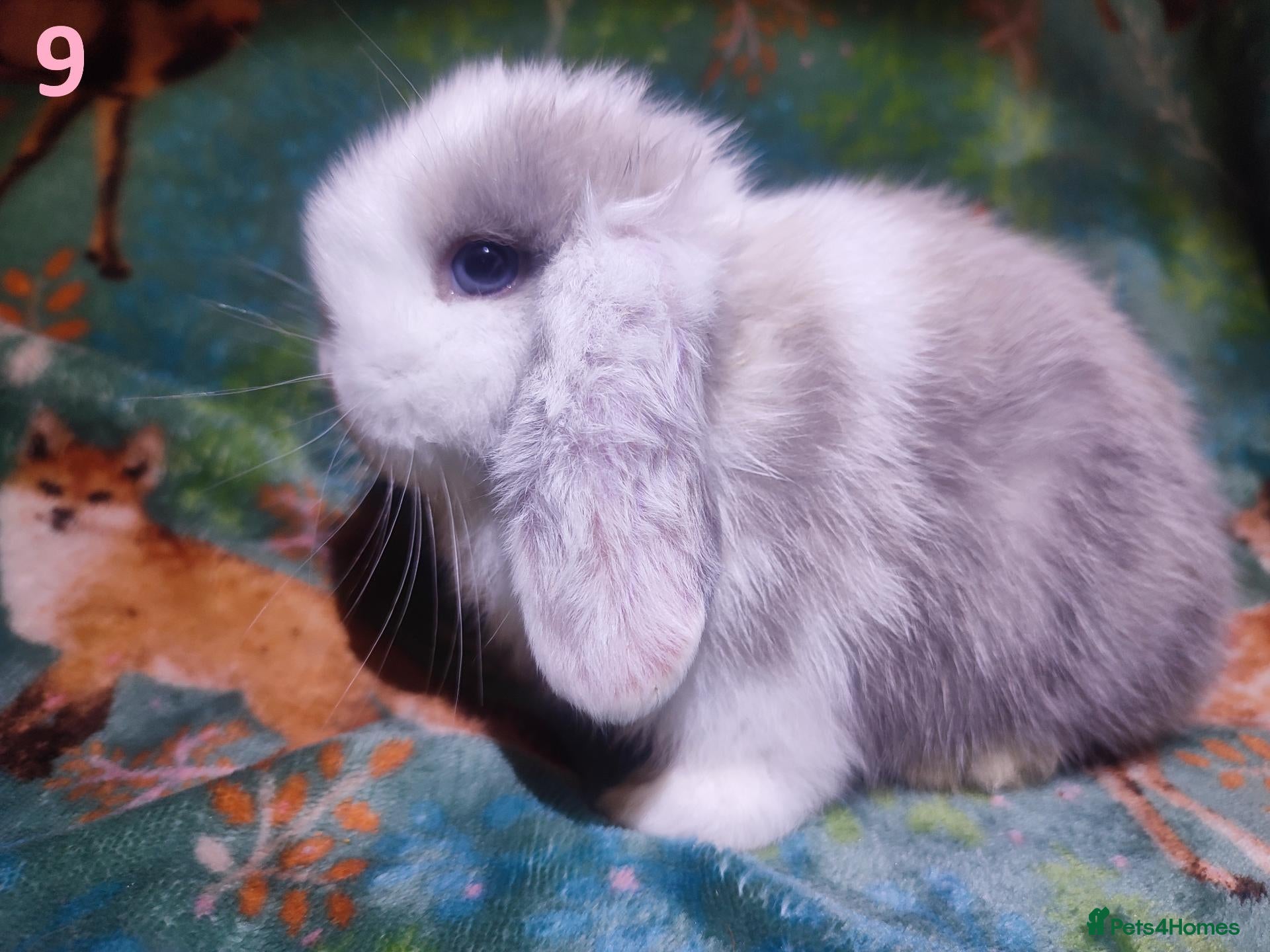 Mini Lop rabbits Baby Mini Lops - Advert 15