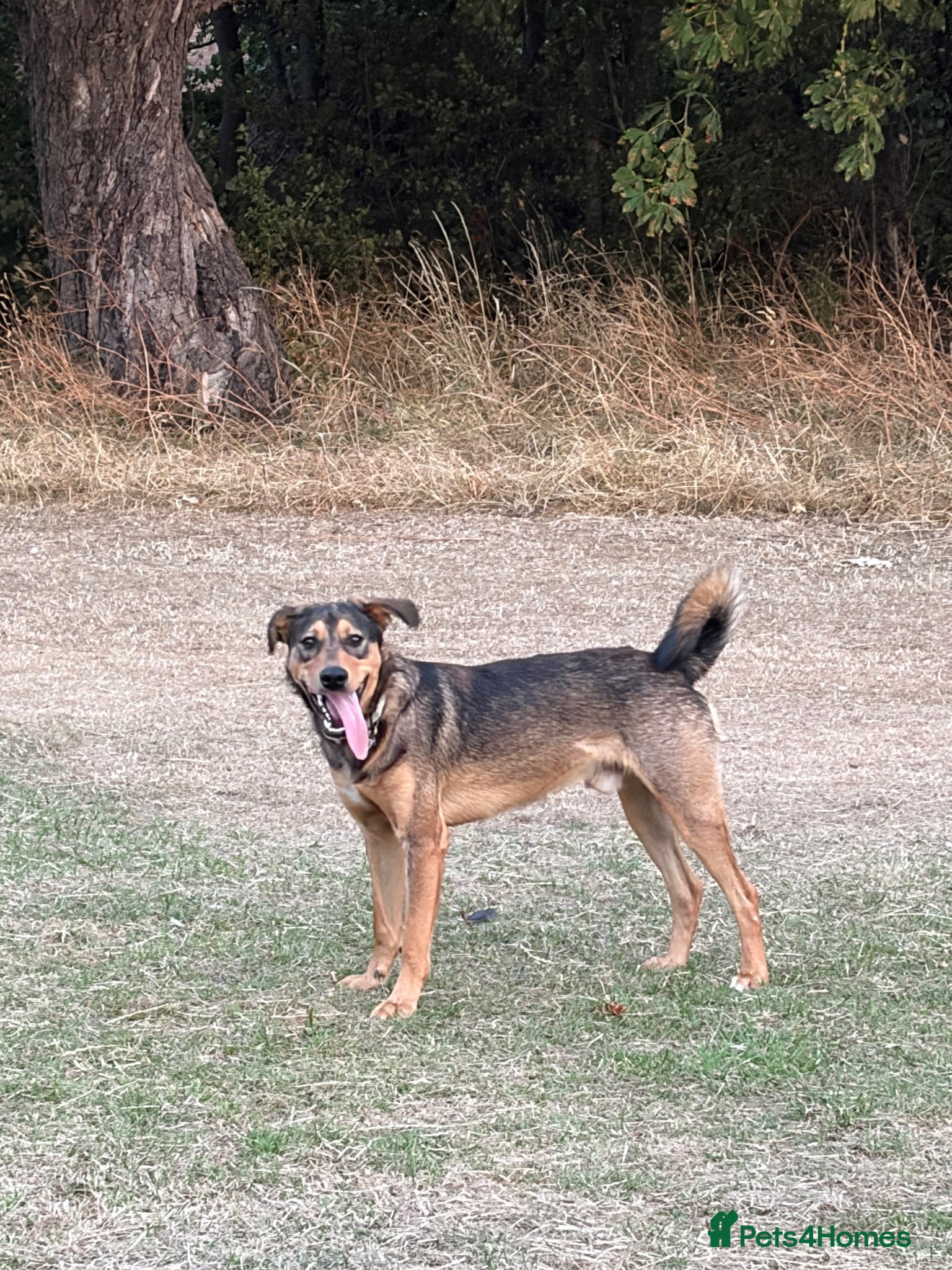 Mixed Breed dogs Male mixed breed dog aged 1 - Advert 1