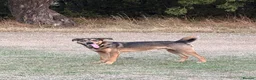 Mixed Breed dogs for sale: Male mixed breed dog aged 1 in Wakefield - Advert 1