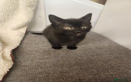 Mixed Breed cats for sale: Kittens for sale  - Image 8
