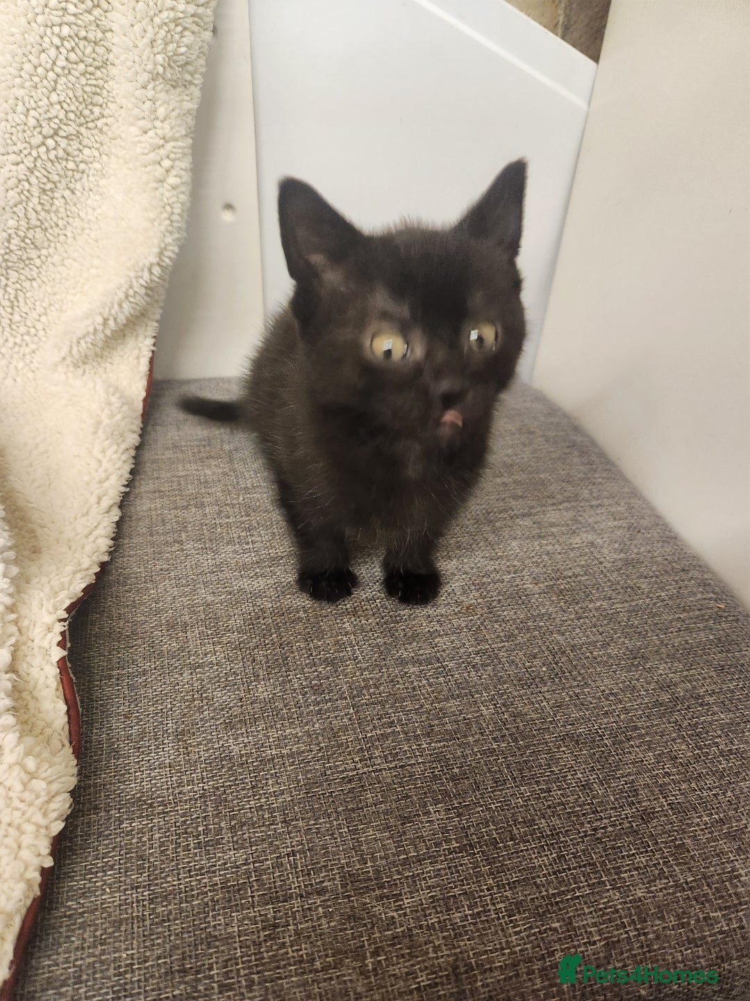 Mixed Breed cats for sale: Kittens for sale  - Image 8