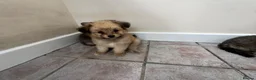 Mixed Breed dogs for sale: Pomeranian x Cavachon Puppies  in Strathaven - Advert 15