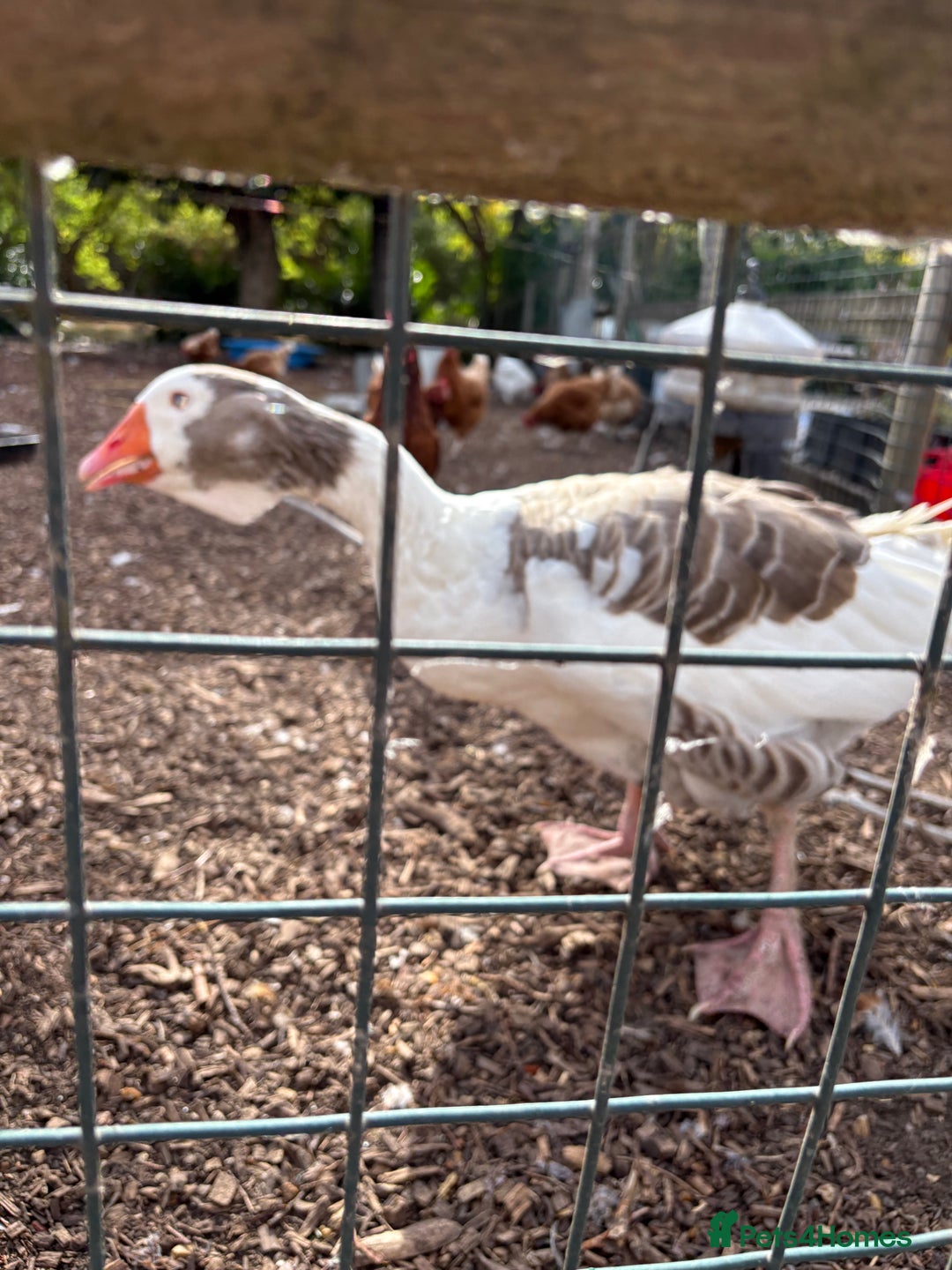 Geese poultry for sale: Mixed sex & mixed age geese/ ganders - Image 3