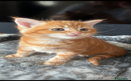 Maine Coon cats for sale: 7 Maine Coon x Bengal kittens - Image 2