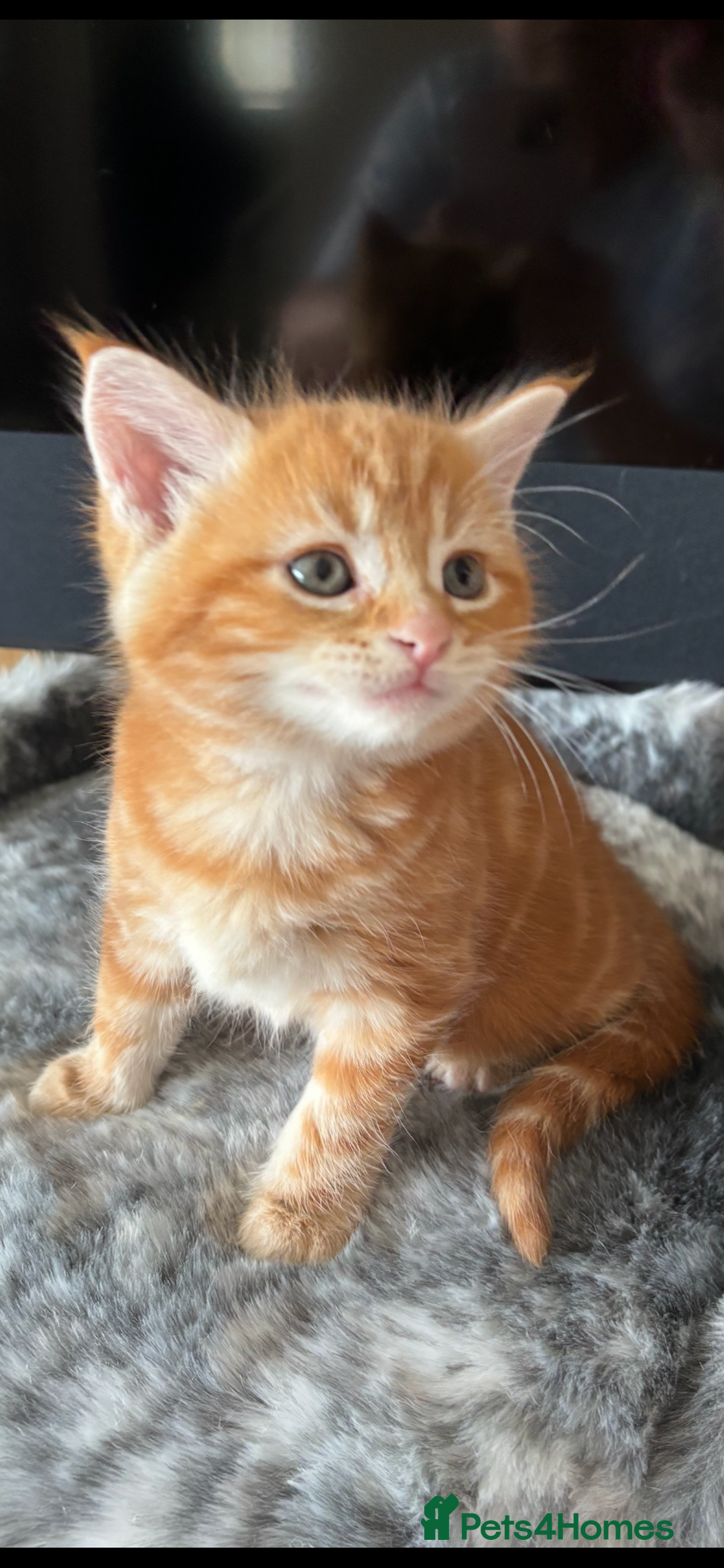 Maine Coon cats for sale: 7 Maine Coon x Bengal kittens - Image 2