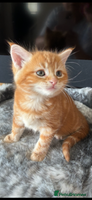 Maine Coon cats - Advert 4