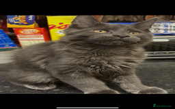 Maine Coon cats for sale:  2 beautiful maine coon kittens left - Image 21