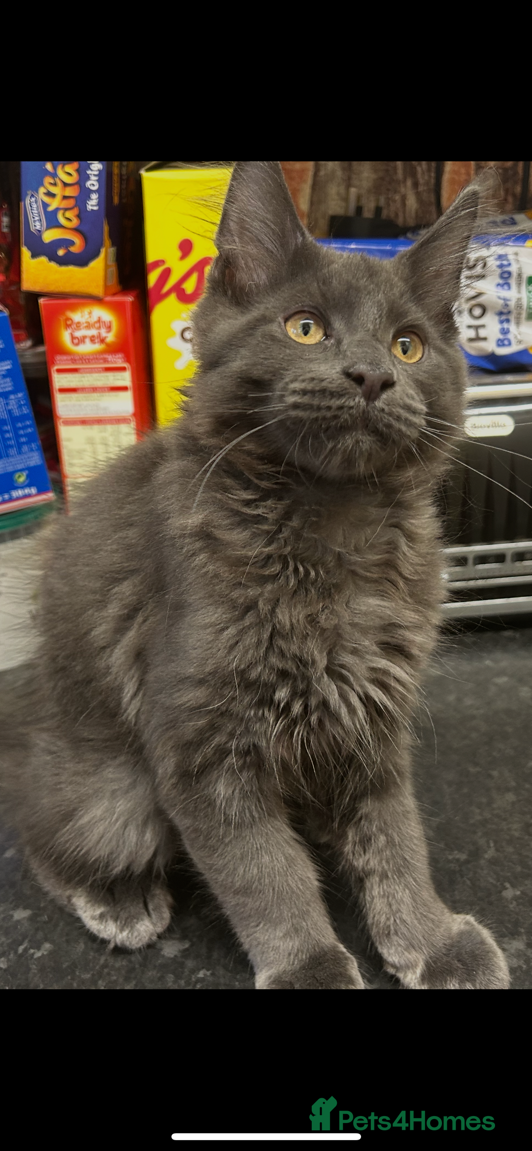 Maine Coon cats for sale:  2 beautiful maine coon kittens left - Image 21