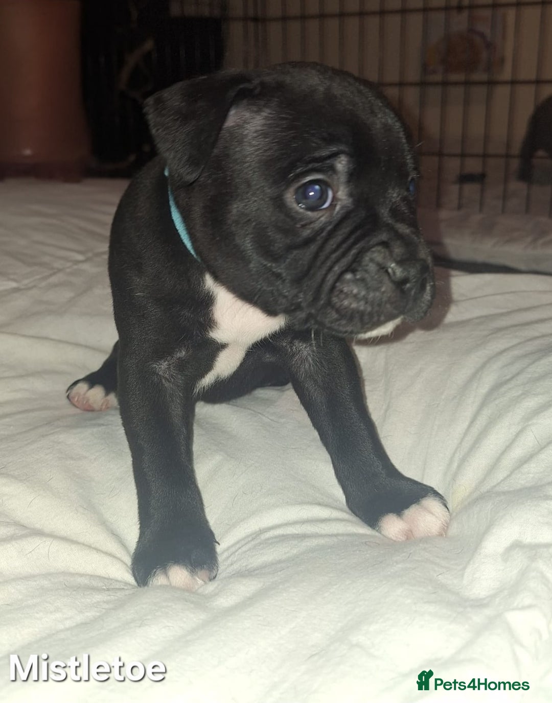 Staffordshire Bull Terrier dogs for sale: Exceptional Staffy Bull Terriers– Valglo Bloodline - Advert 32